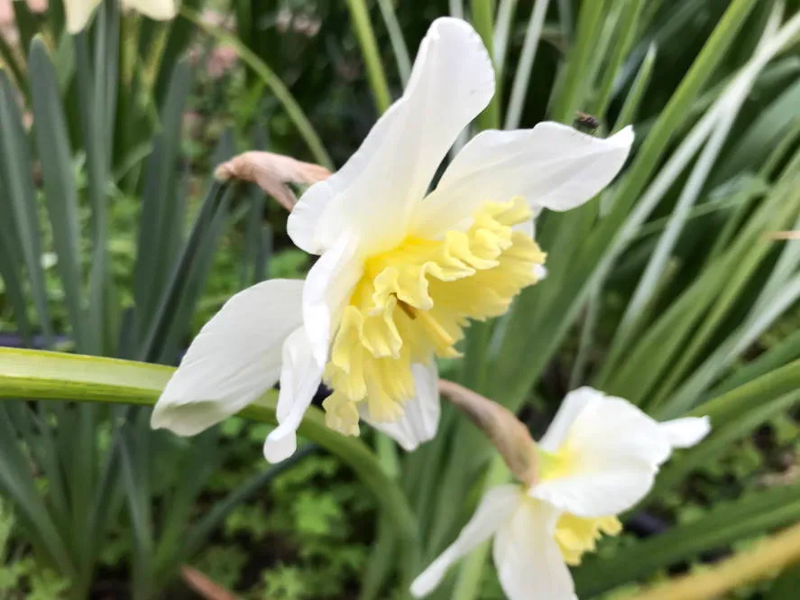 Daffodil - pale white and frilly yellow
