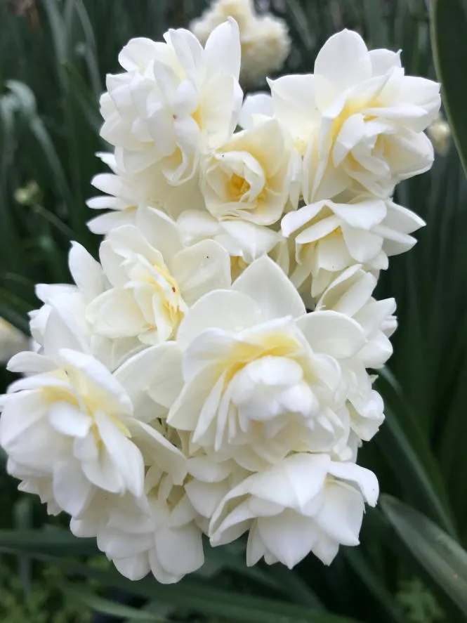 Jonquil - white