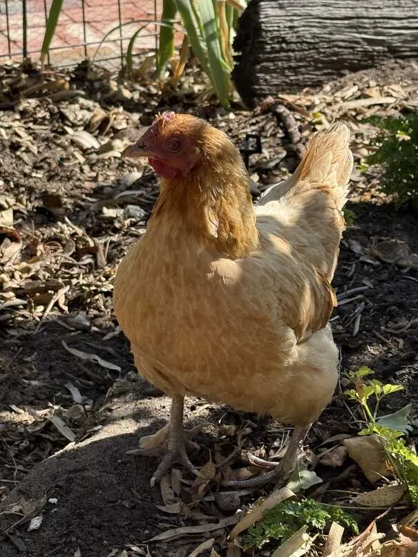 Chookbacca the bantam chicken