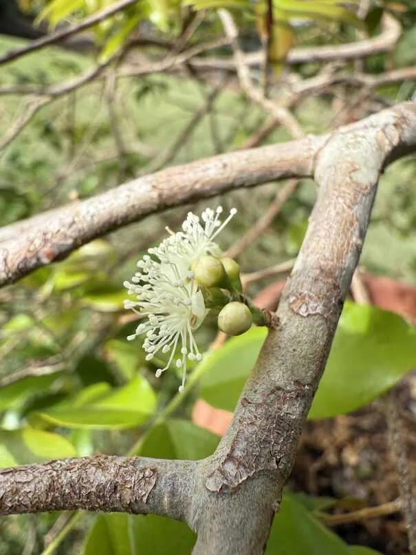 Fluffy flowers on the Jaboticaba