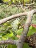 Tiny flowers on the branch of a Jaboticaba bush