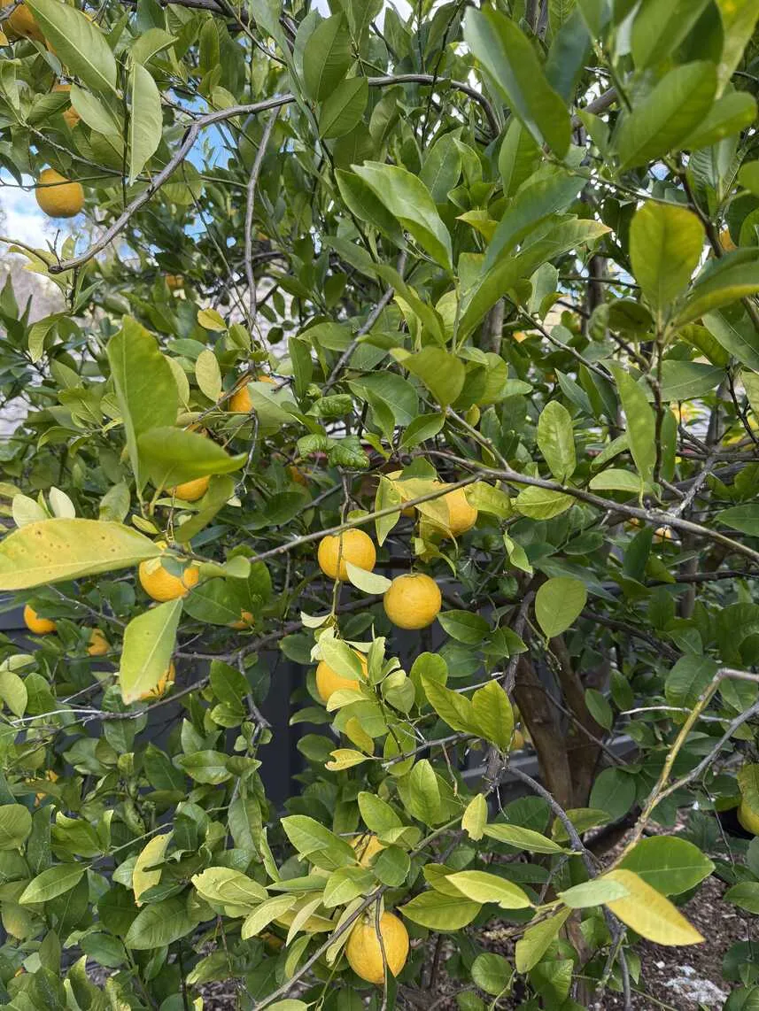 Lots of fruit on the Lemonade tree