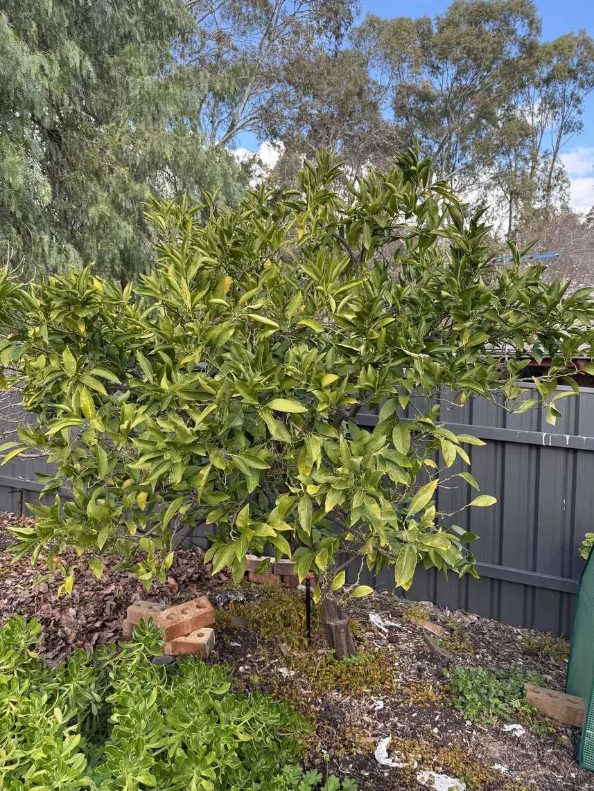 Madarin tree with just leaves