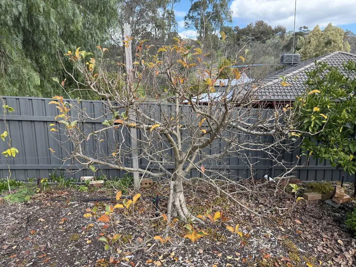 Pink Lady apple tree almost bare