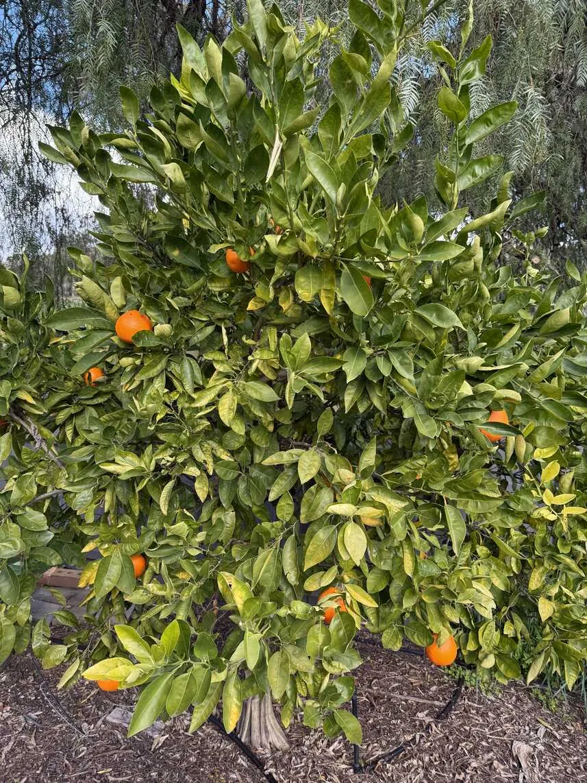 Tangelo tree with orange fruit
