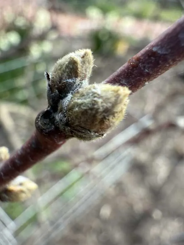 Buds on nectarine tree