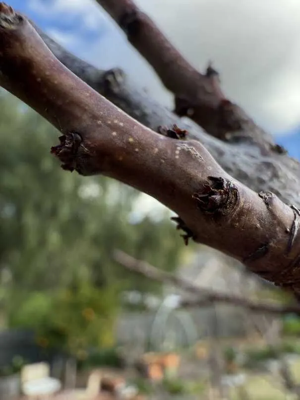 Buds on apricot tree