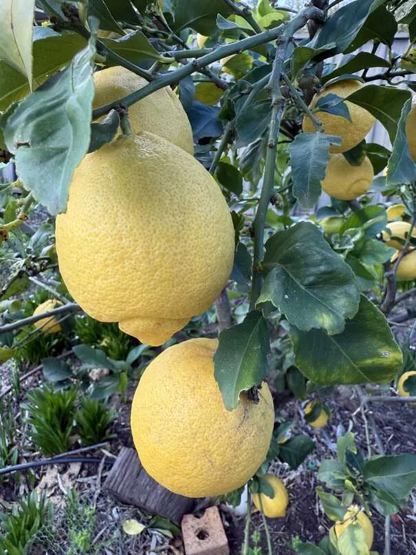 Lemon tree with yellow fruit