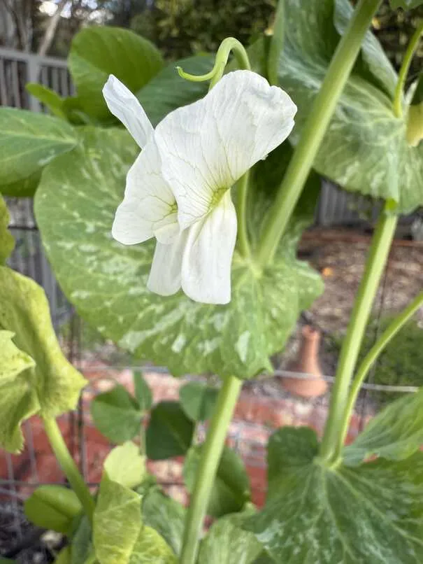 White pea flower