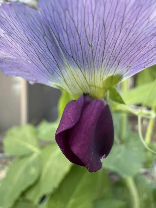 Purple pea flower
