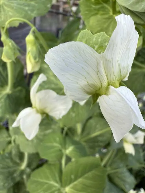 Another white pea flower
