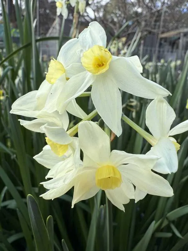 Jonquil flowers - white petals with yellow centre
