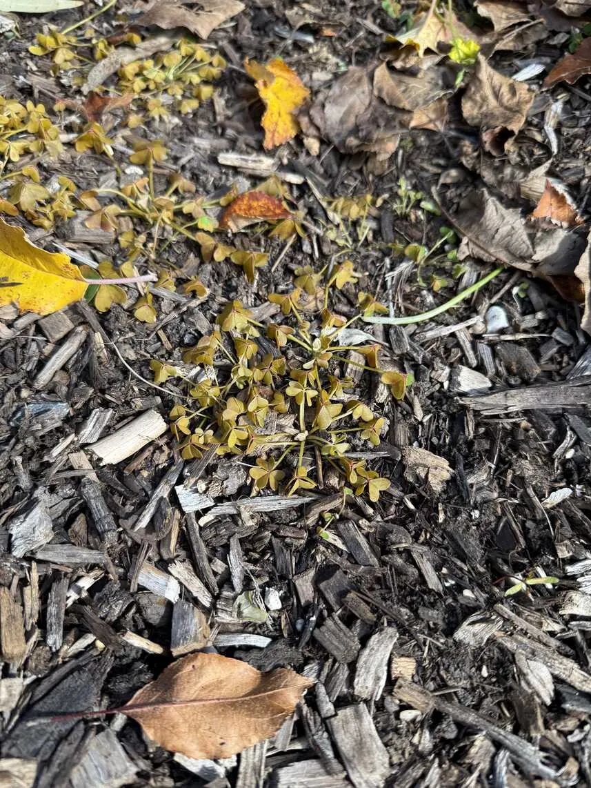 Brown and wilting sour sob plants after being sprayed