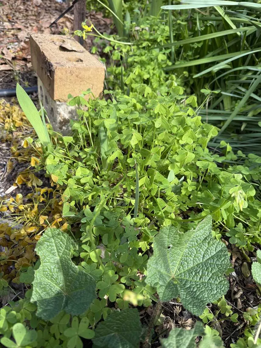 Sour sobs growing amongst other plants in a garden bed