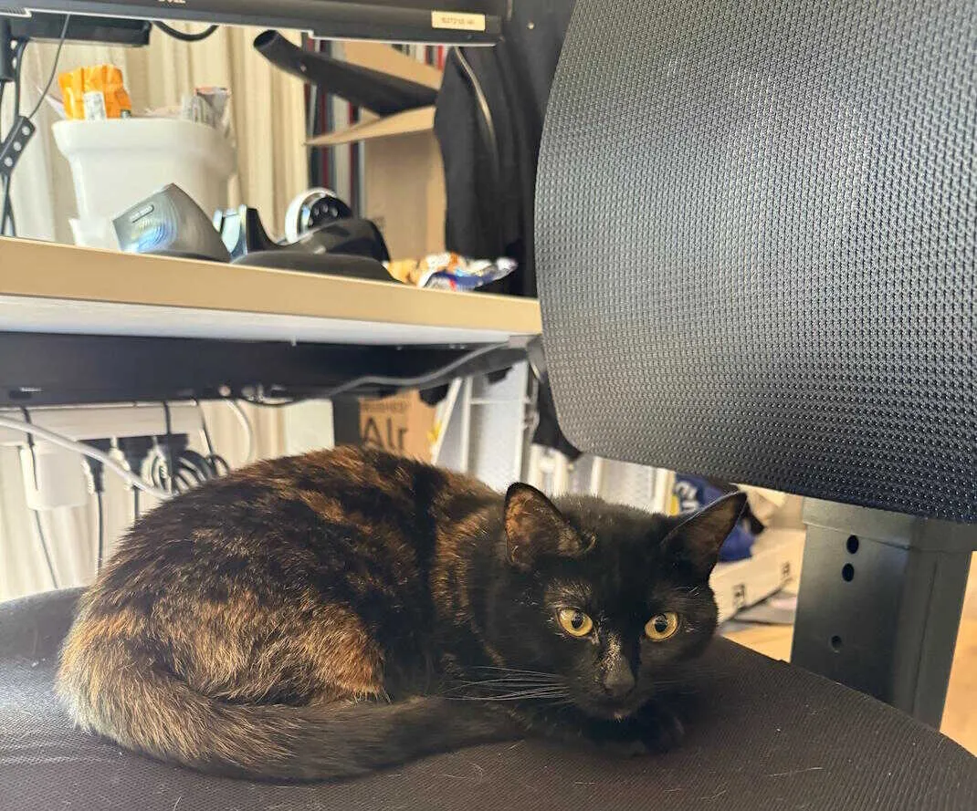 Vanessa the cat, on my work chair