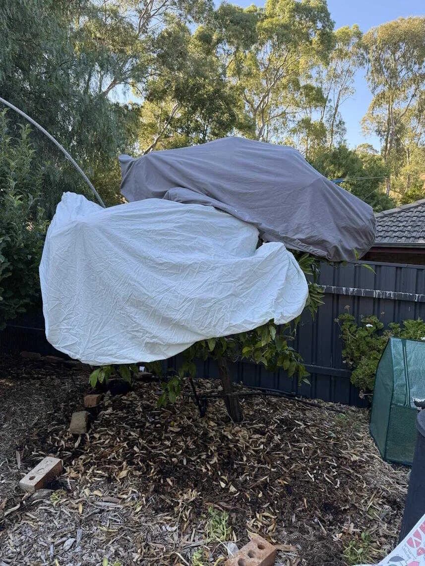 Mandarin tree hiding under some bedsheets