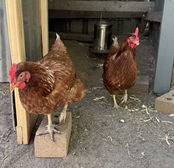 Two full-sizes chooks