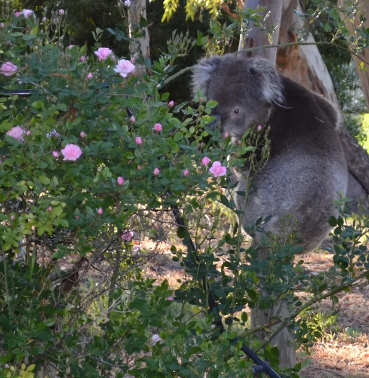 Koala looking back through rose bush