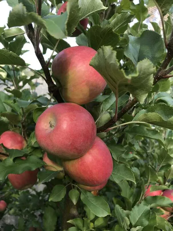 Pink Lady apples