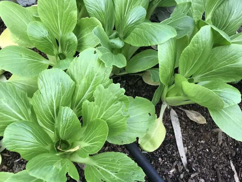 Bok choy