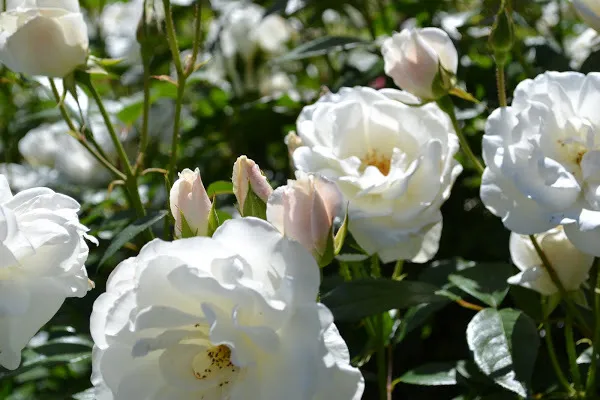 Iceberg roses