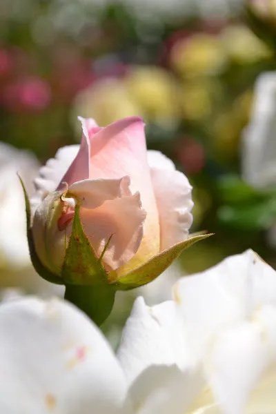 Pink rosebud