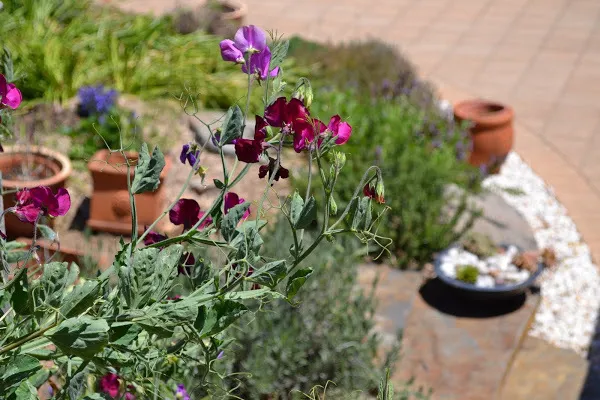 Sweet pea flowers