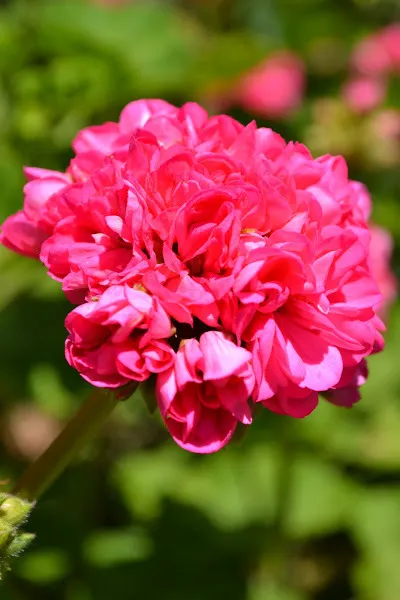Pink geranium flower