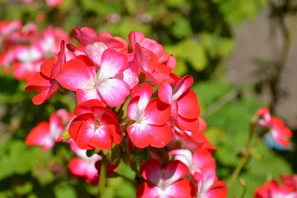 Red and white geranium flowers