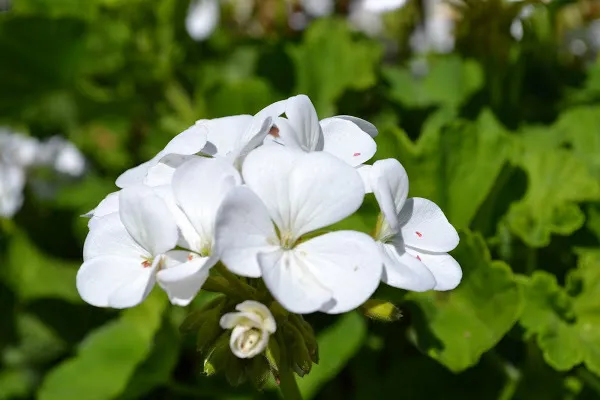 White geranium flowers