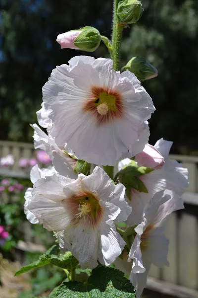 White hollyhock flowers