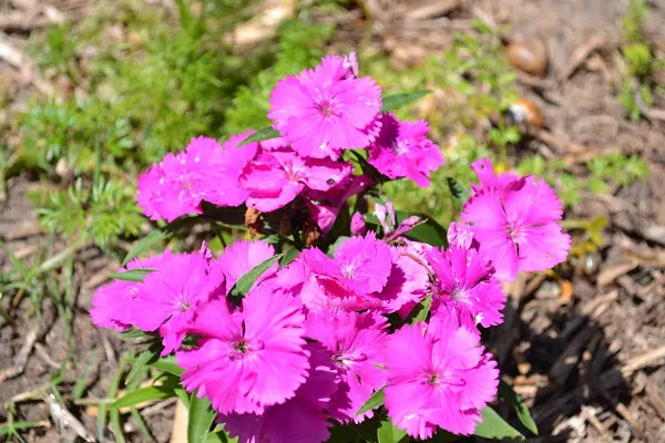 Pink dianthus flowers