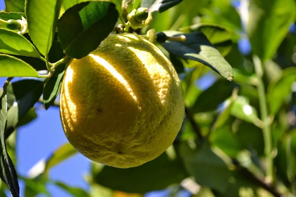 Lemonade fruit