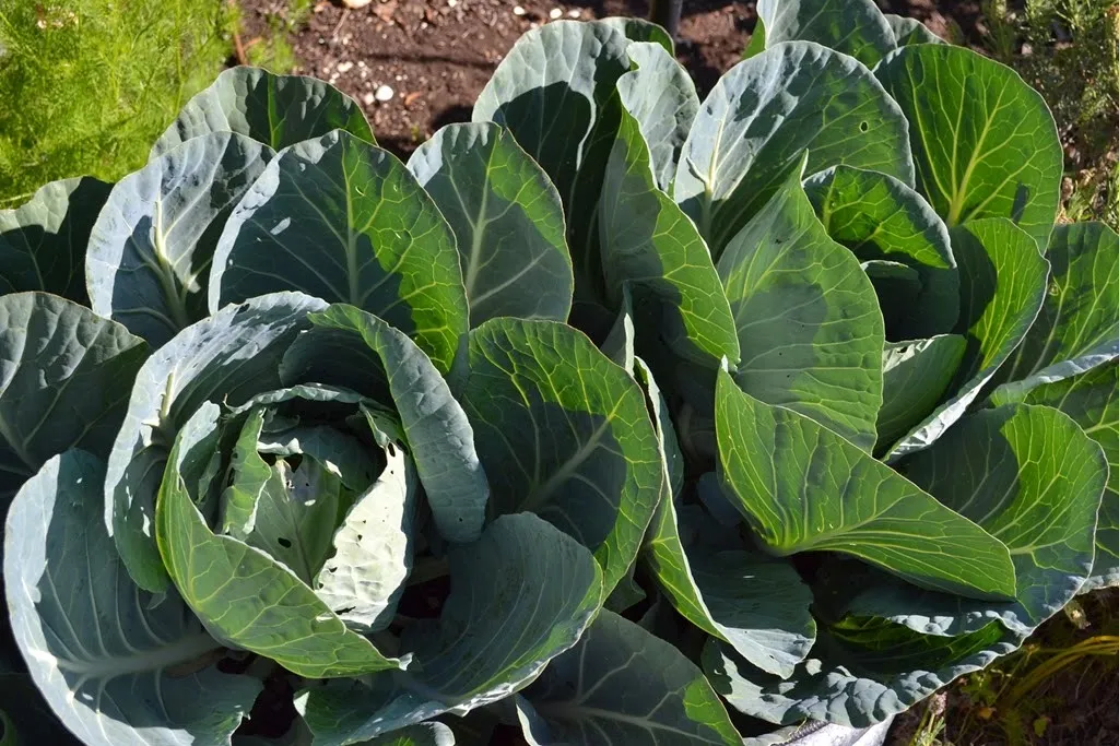 Cabbages
