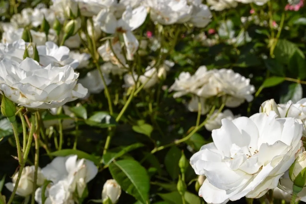 Iceberge roses
