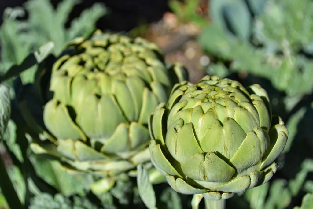 Globe artichoke