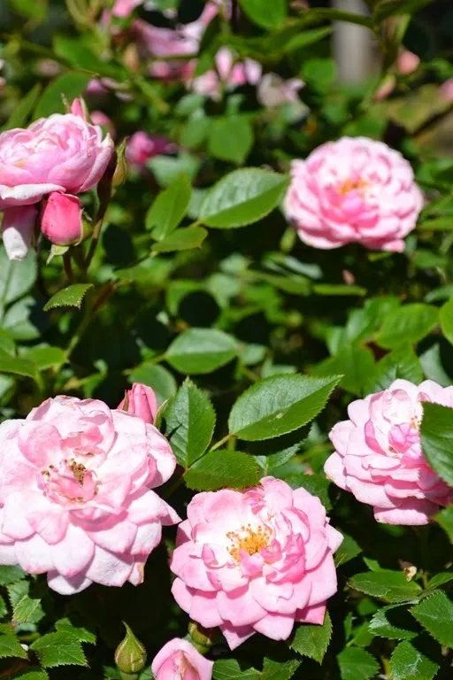 Pink roses