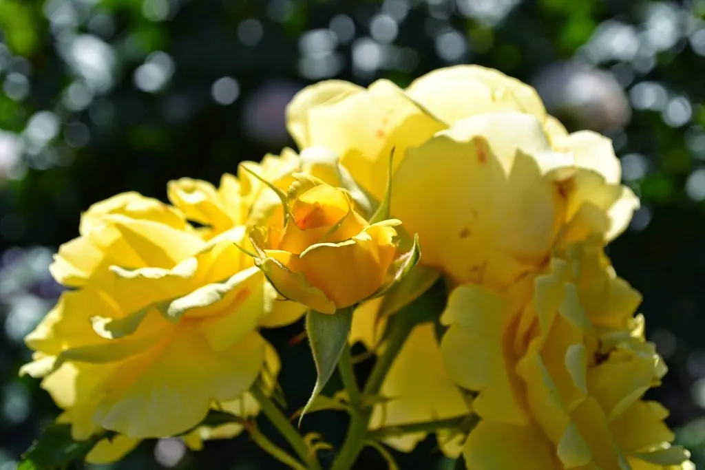 Yellow roses