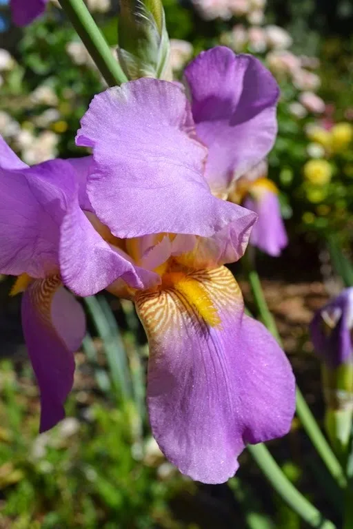 Bearded iris flower