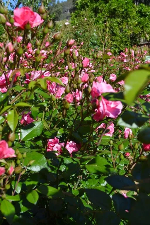 Roses in bloom