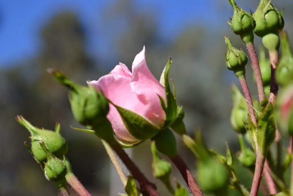 Pink standard rose