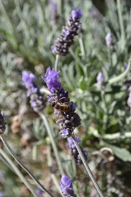 Lavender flower with bee