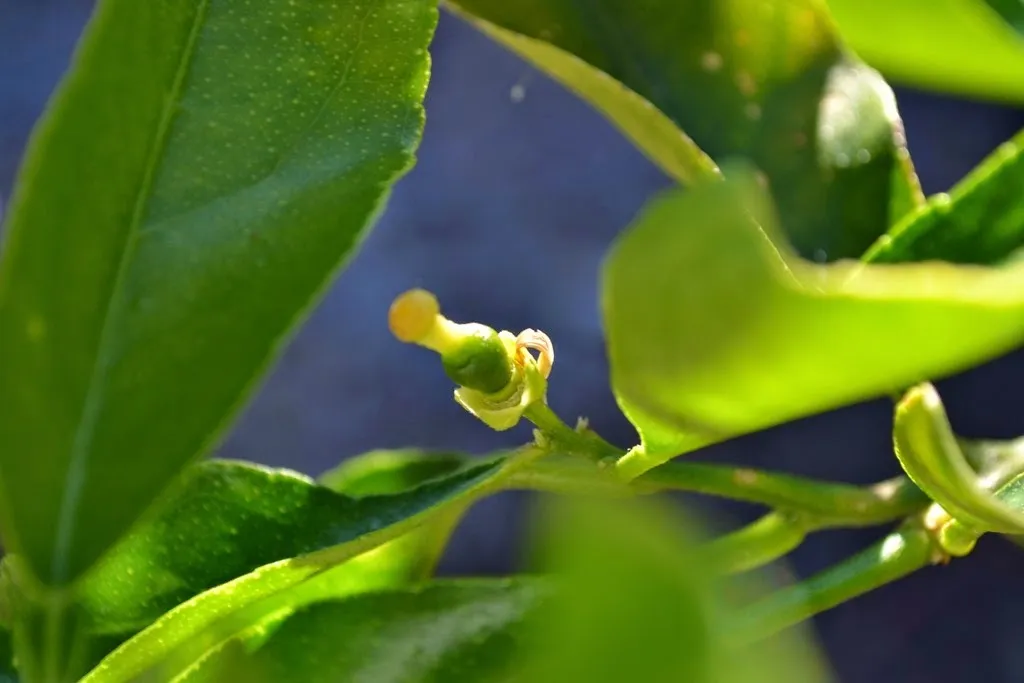 Tiny lime fruit