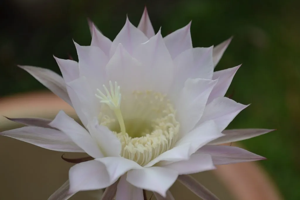 Cactus flower