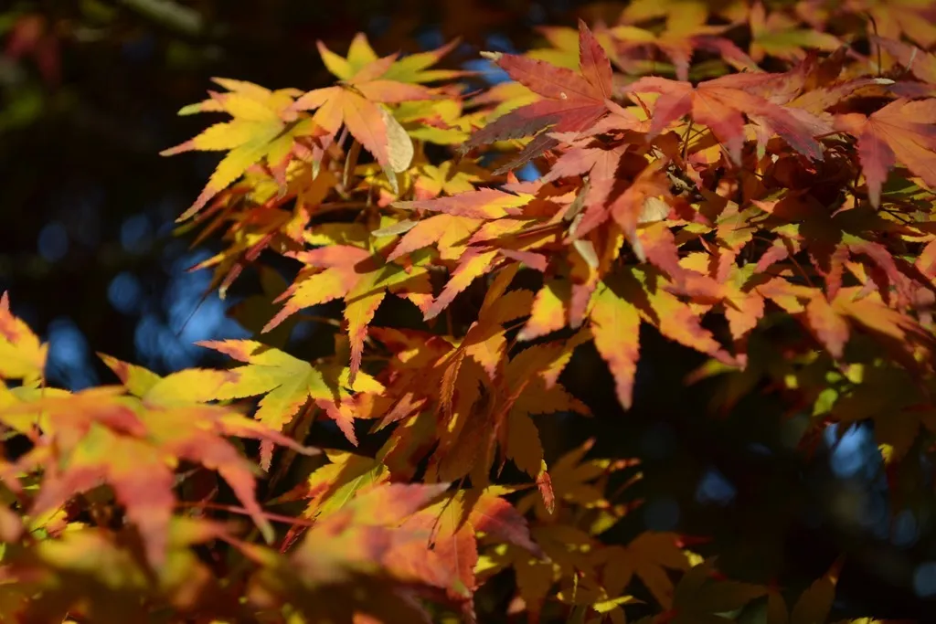 Autumn leaves
