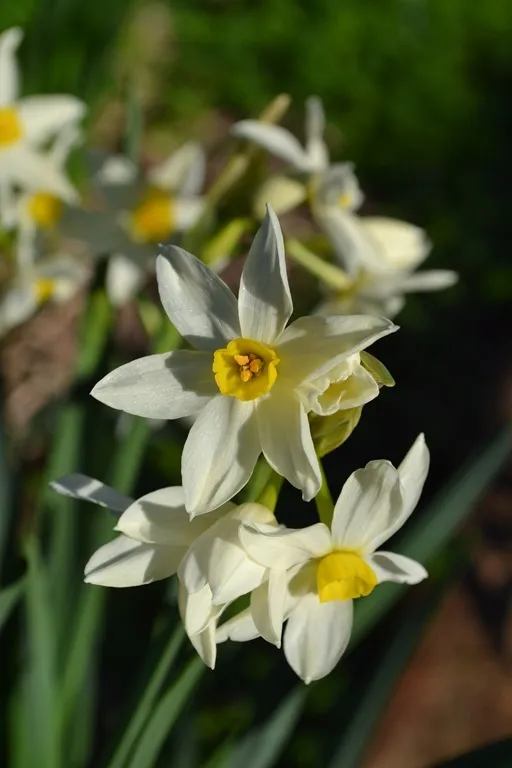 Jonquil flowers