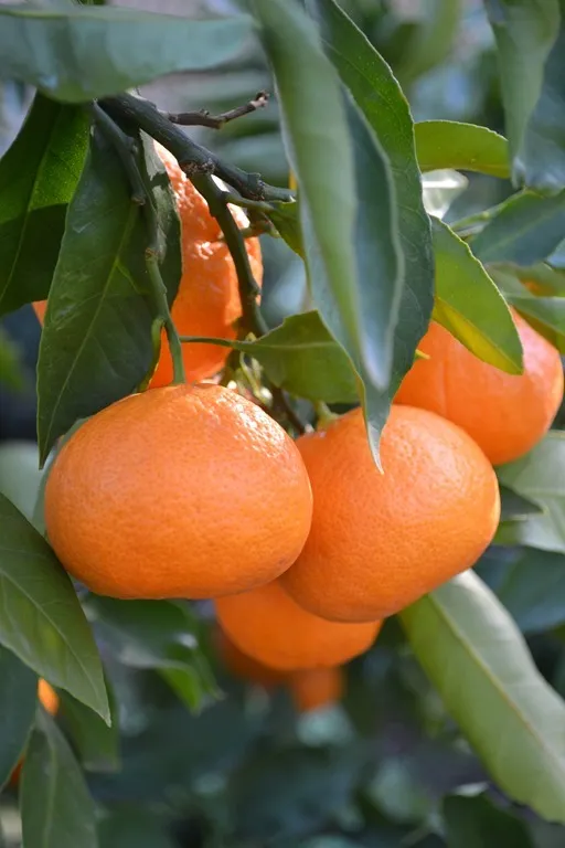Mandarins