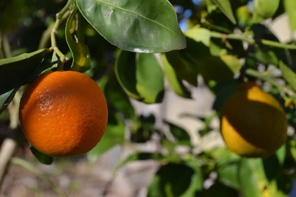 Tangelo fruit