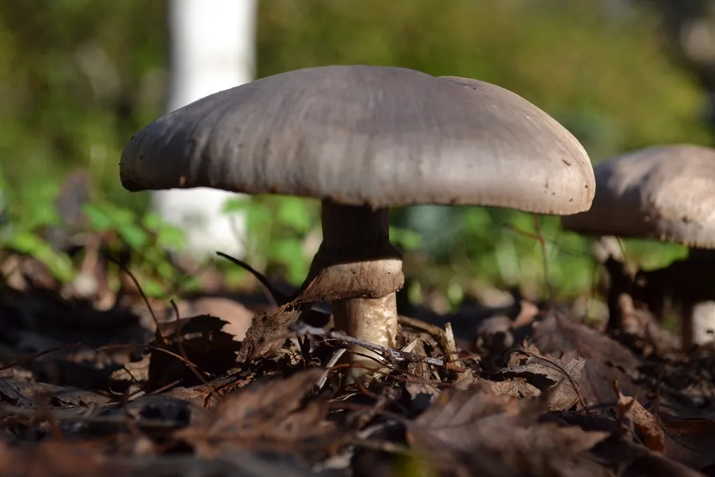 Mushrooms growing in mulch