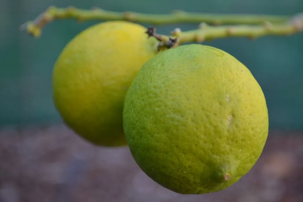 Lime fruit